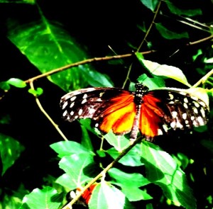 monarchdenverbutterfly18